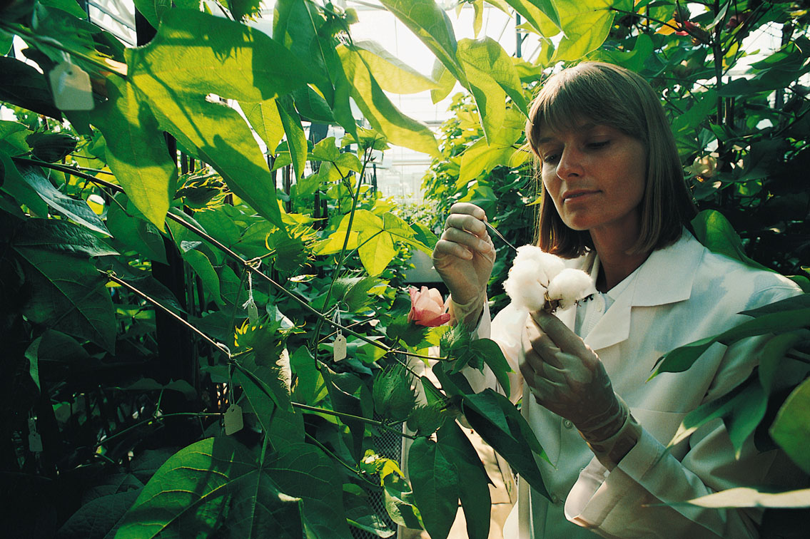 Scientist studying cotton in biotech lab