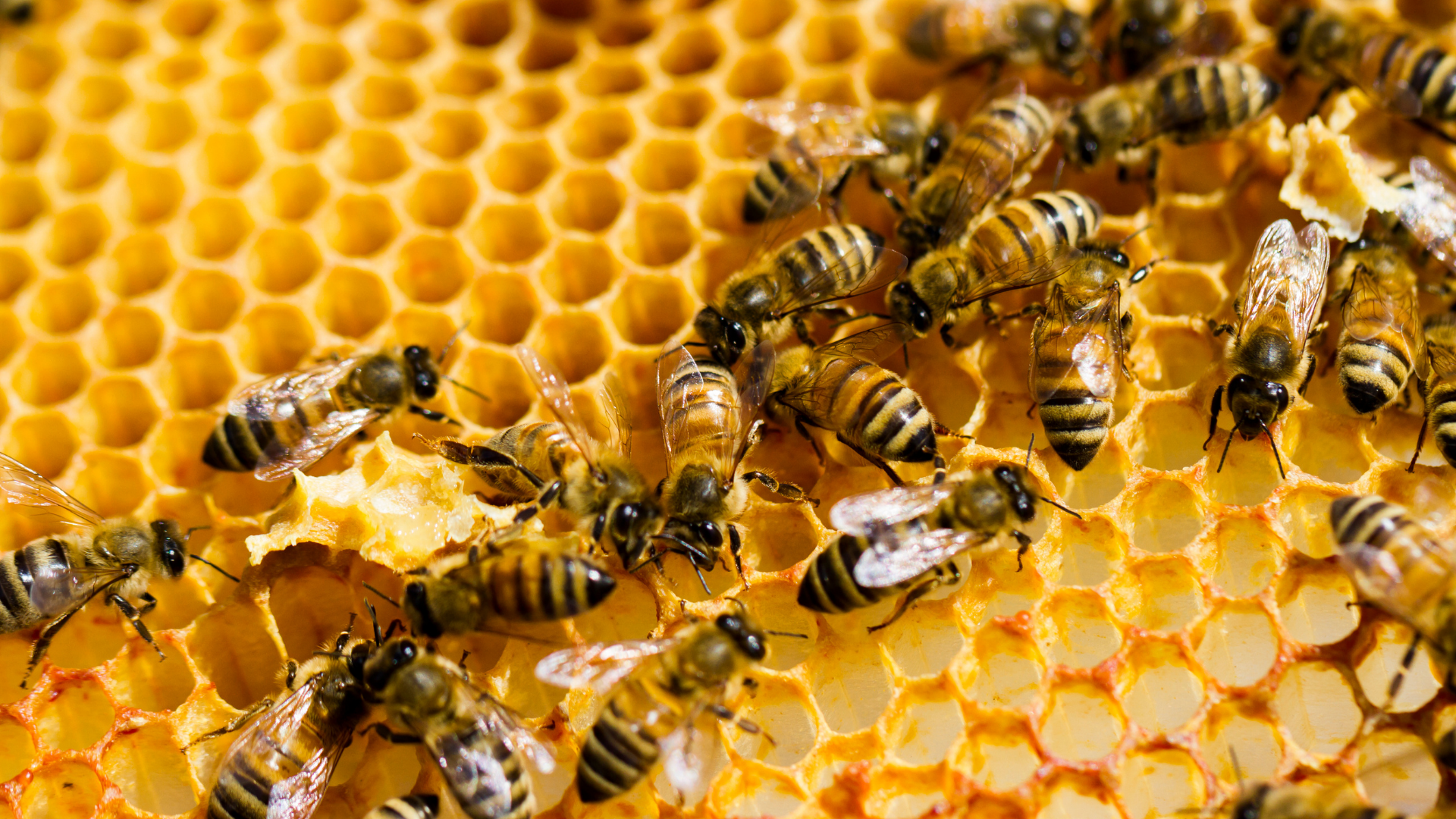 Apiculture